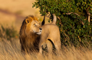 masai mara safari packahes to see lion
