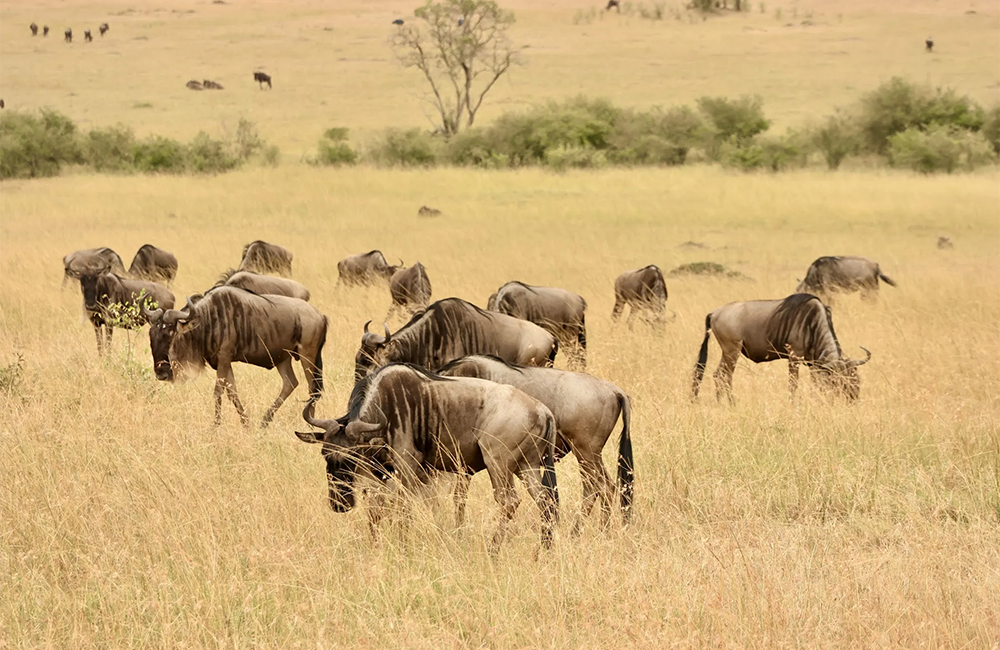 4-days-masai-mara-migration-safari-1 4-days-masai-mara-migration-safari