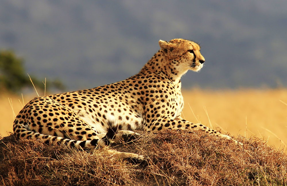 5-days-best-of-lake-nakuru-lake-bogoria-lake-naivasha-masai-mara-safari-1 5-days-best-of-lake-nakuru-lake-bogoria-lake-naivasha-masai-mara-safari
