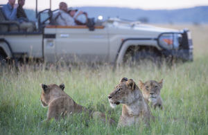safari jeep in kenya